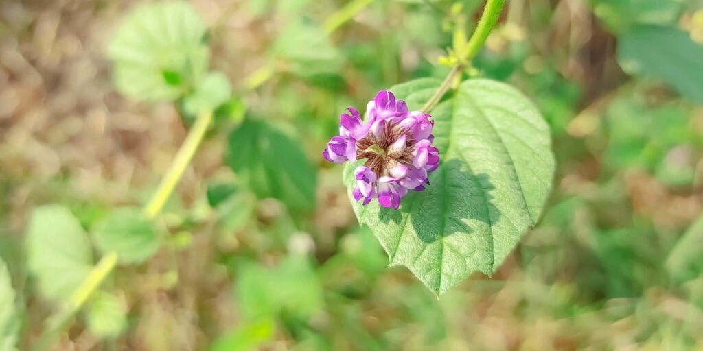 Truth about Bakuchiol 1 Babchi Plant