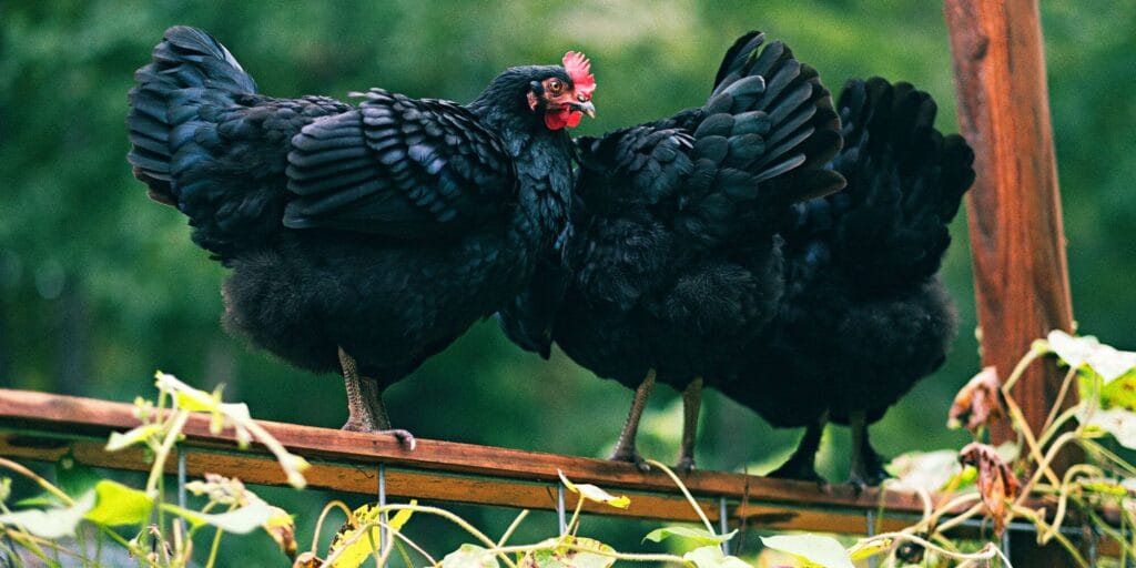 Federal Overreach on Farming 1 Chicken Group Black H 2