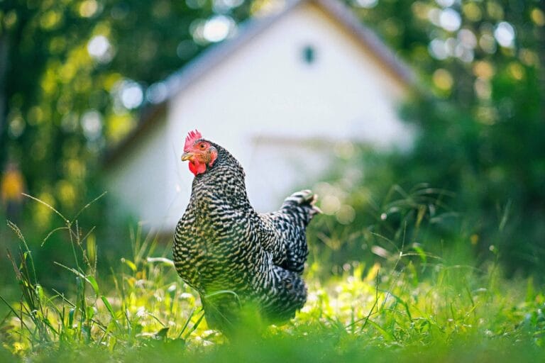 Chickens at Rosy Hill Organics