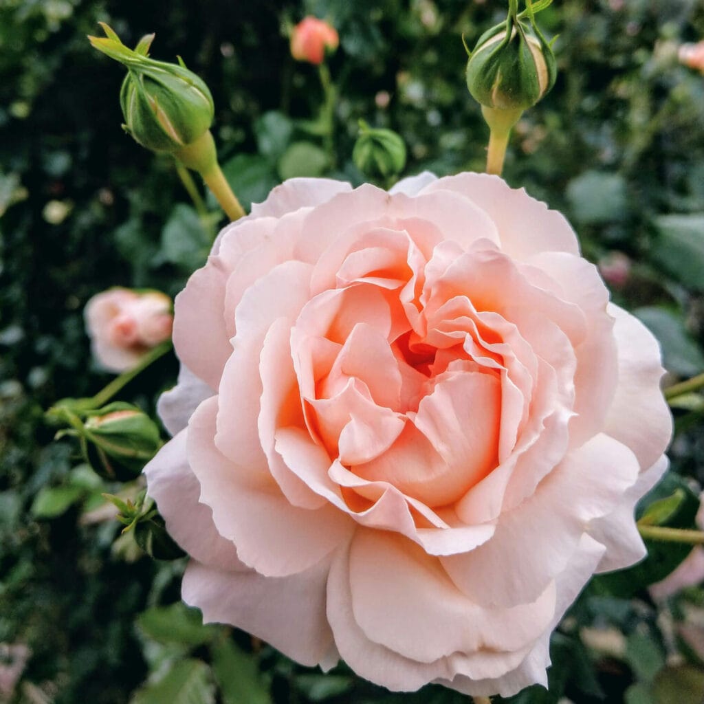 Rose Garden