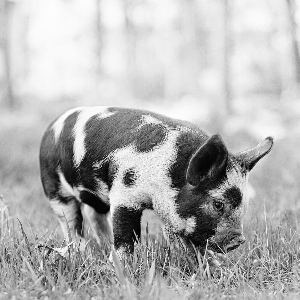 Federal Overreach on Farming 3 Piglet - Beans - Rosy Hill Organics